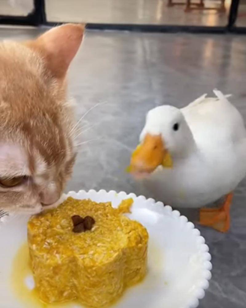 YouTube.com/Rahul Sawant